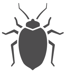 Bed Bug Icon